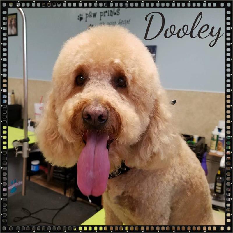 Pepper's Pawfection Pet Grooming Ames, IA