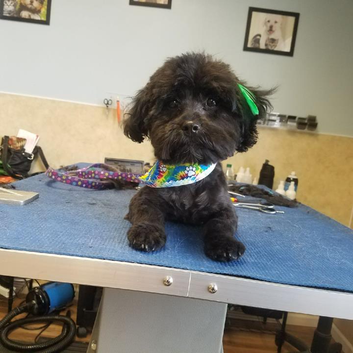 Pepper's Pawfection Pet Grooming Ames, IA