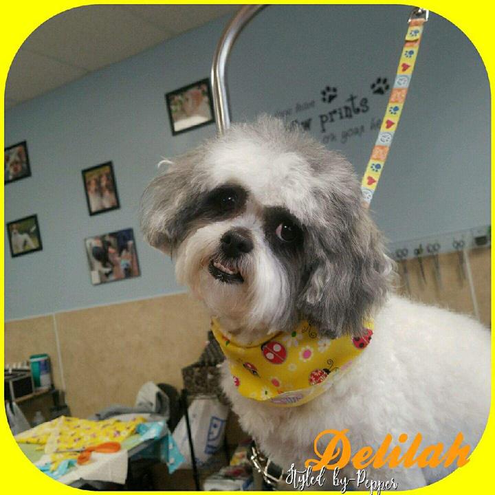 Pepper's Pawfection Pet Grooming Ames, IA