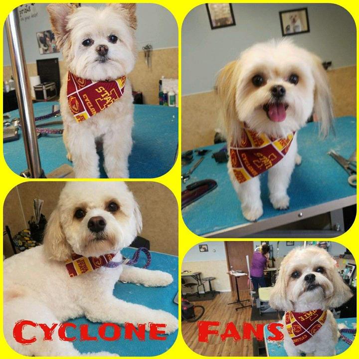 Pepper's Pawfection Pet Grooming Ames, IA