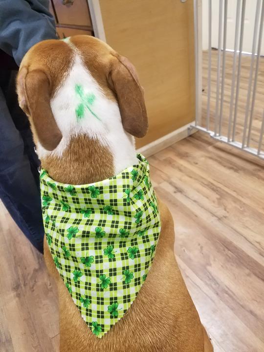 Pepper's Pawfection Pet Grooming Ames, IA