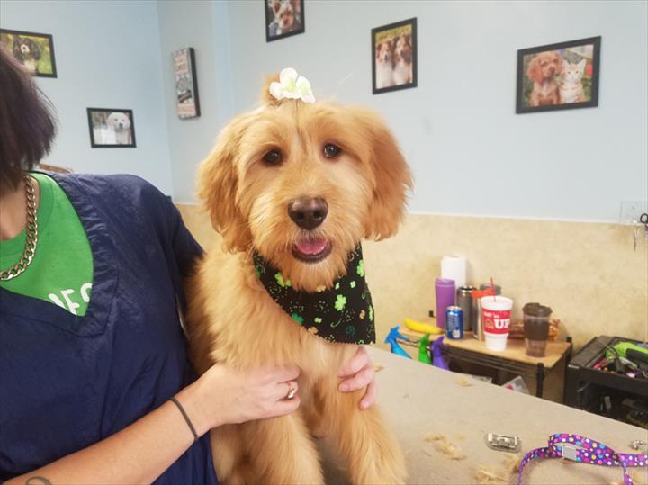 Pepper's Pawfection Pet Grooming Ames, IA