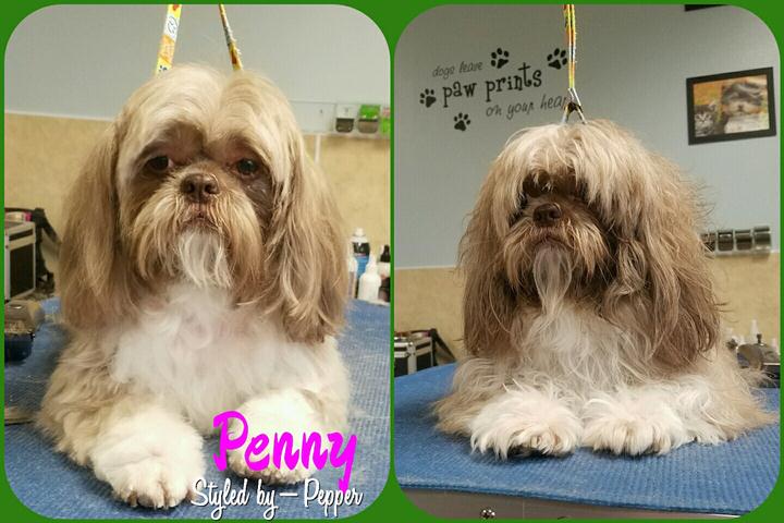 Pepper's Pawfection - Pet Grooming - Ames, IA